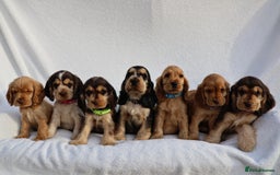 Cocker Spaniel dogs for sale: Stunning SHOW cockers READY TO LEAVE  - Image 1