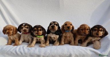Cocker Spaniel dogs - Advert 6