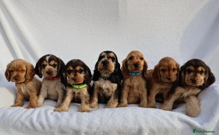 Cocker Spaniel dogs - Advert 5