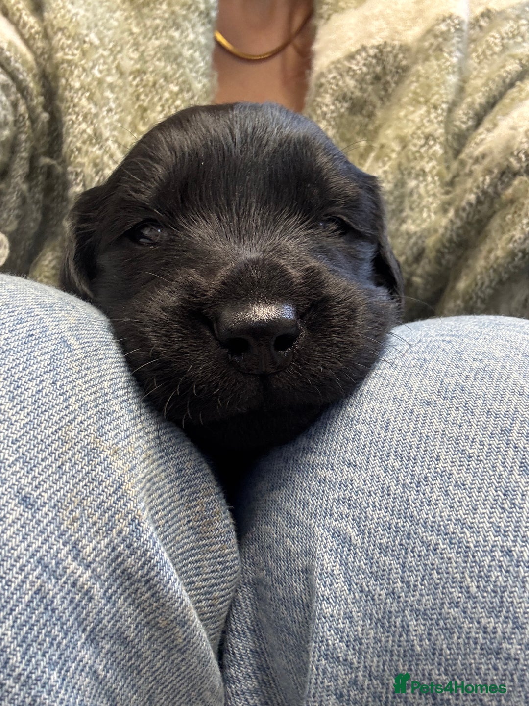 Mixed Breed dogs for sale: Flat Coat x Golden + Flat Coat x Labrador Puppies  - Advert 9