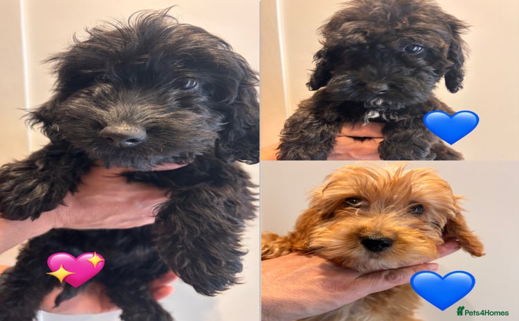 Irish Doodle dogs - Advert 2