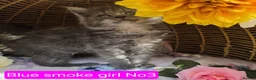 Maine Coon cats for sale: STUNNING MAINE COON KITTENS FOR SALE! - Advert 8