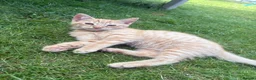 Mixed Breed cats for sale: Beautiful kittens  - Advert 5