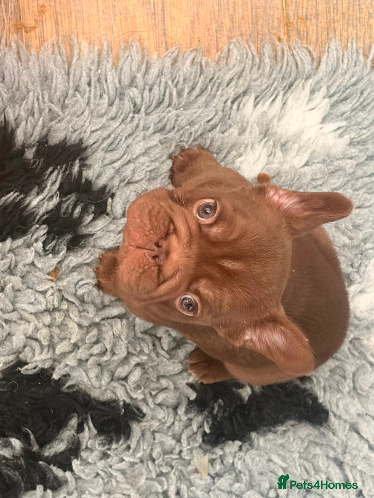 French Bulldog dogs French bulldog puppies  - Advert 12