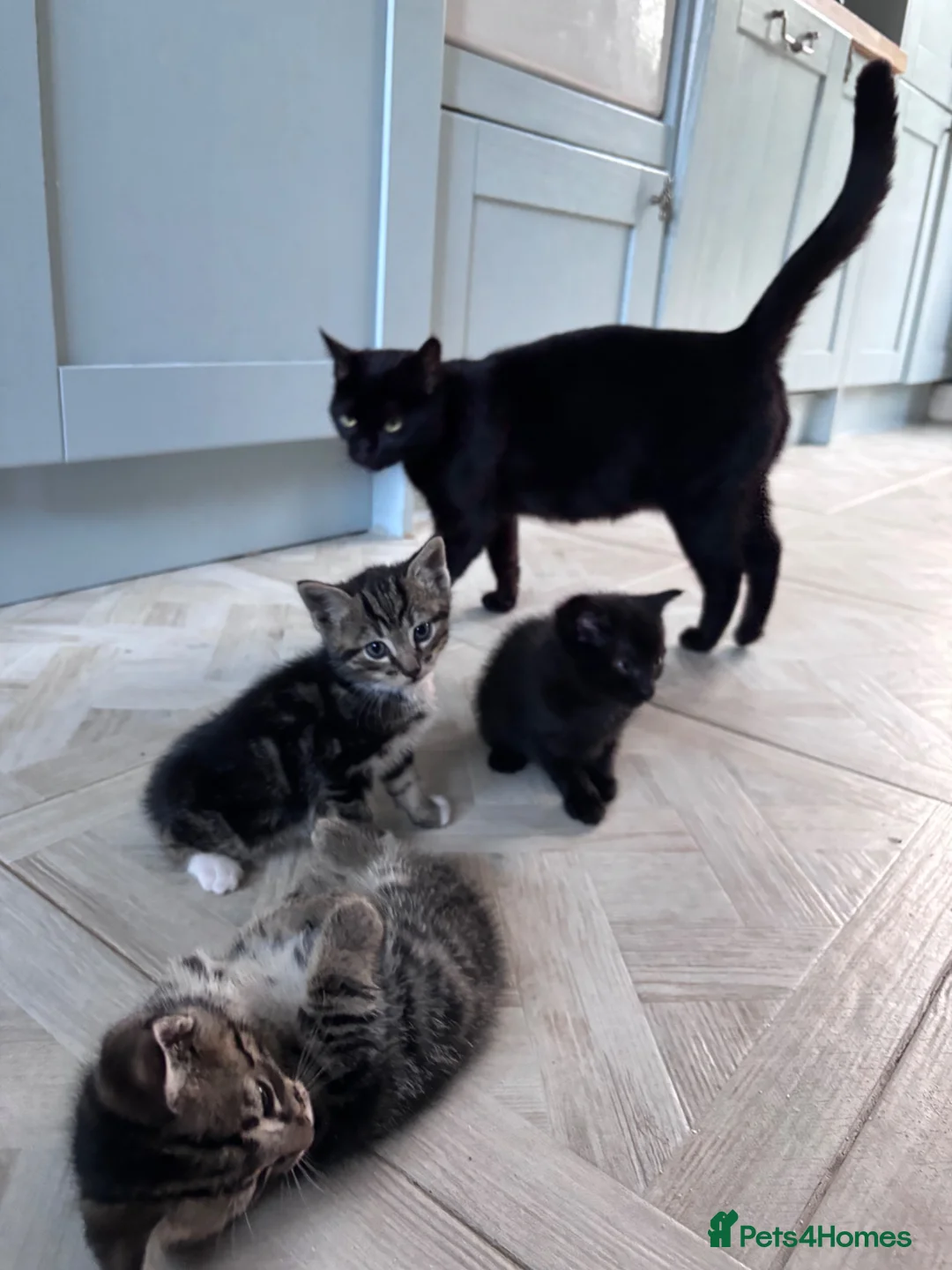 Mixed Breed cats for sale: 4 playful boy kittens looking for forever homes  - Advert 1