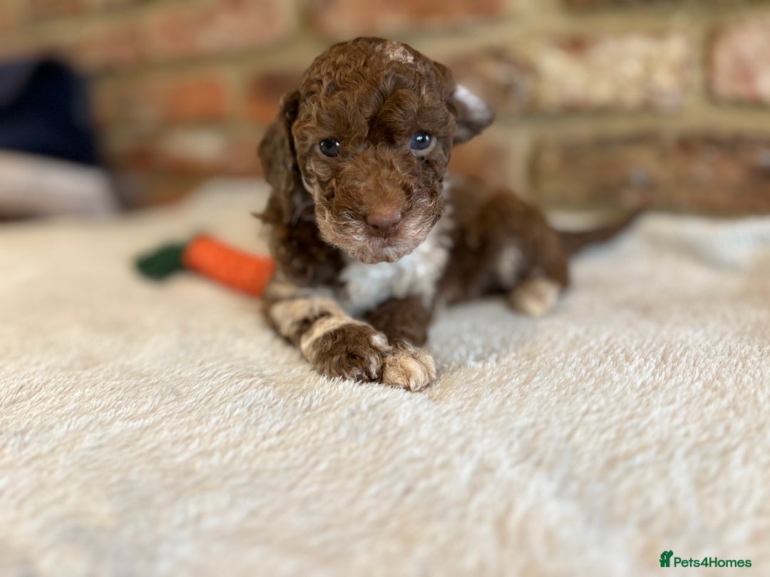 Cockapoo dogs for sale: F1b cockapoo puppies - Advert 27