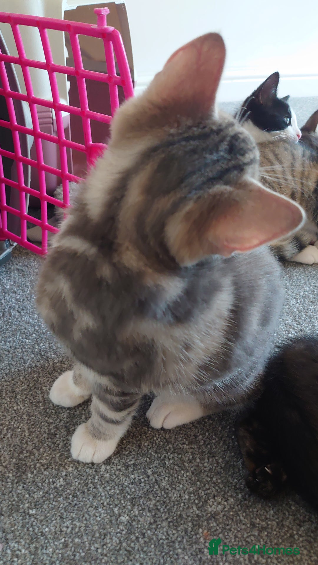 Mixed Breed cats for sale: Kittens ready now - Advert 14