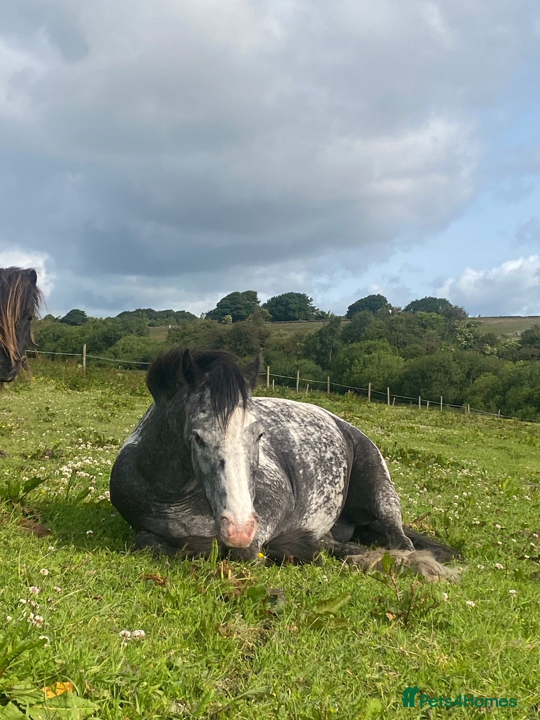 Riding pony horses for sale: Lula - 4yrs 12.2hh (still bum high) in Chesterfield - Image 4