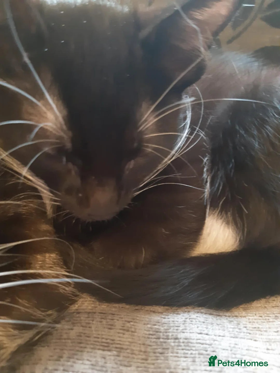 Mixed Breed cats for sale: Maine coon cross kittens - Advert 1