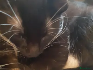 Mixed Breed cats Maine coon cross kittens - Advert 1