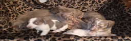 Dachshund dogs for sale: Cheeky Mini daschunds babies - Advert 11