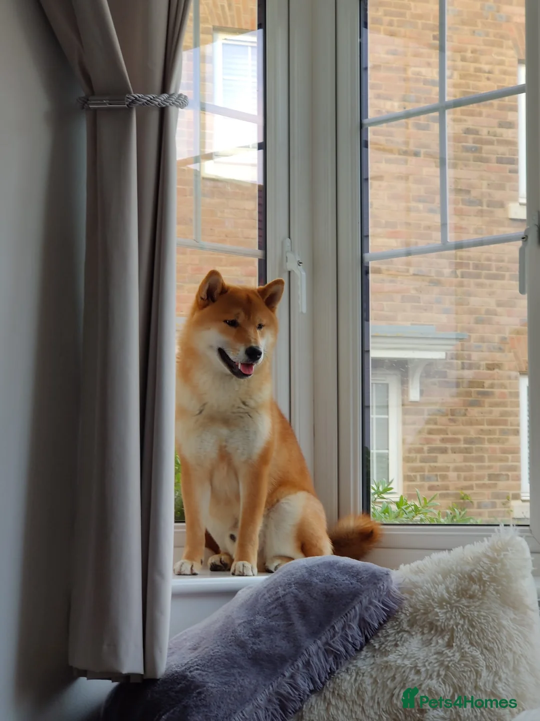 Japanese Shiba Inu dogs for stud: Alfie - Stud  - Advert 2