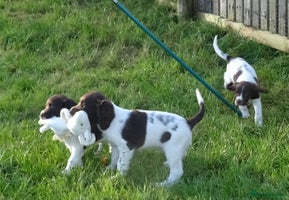 English Springer Spaniel dogs - Advert 6