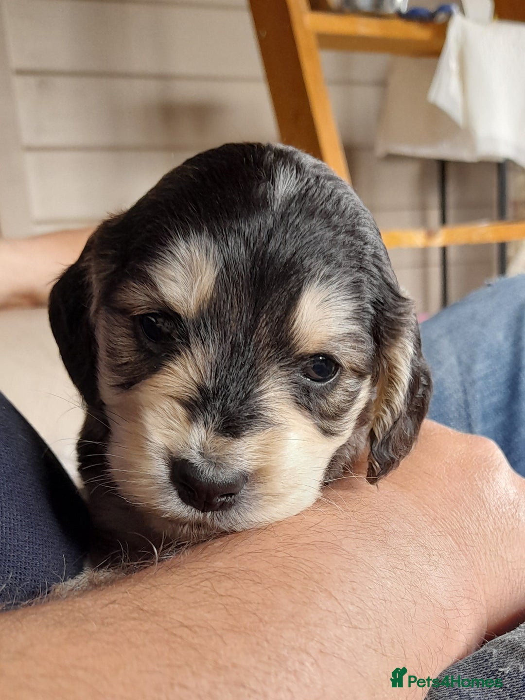 Cockapoo dogs for stud: Silver Phantom Parti Cockapoo for Stud - Advert 21