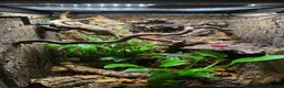 Gecko reptiles for sale: Make Gargolye Gecko and Bioactive Set Up in Wrexham - Advert 5