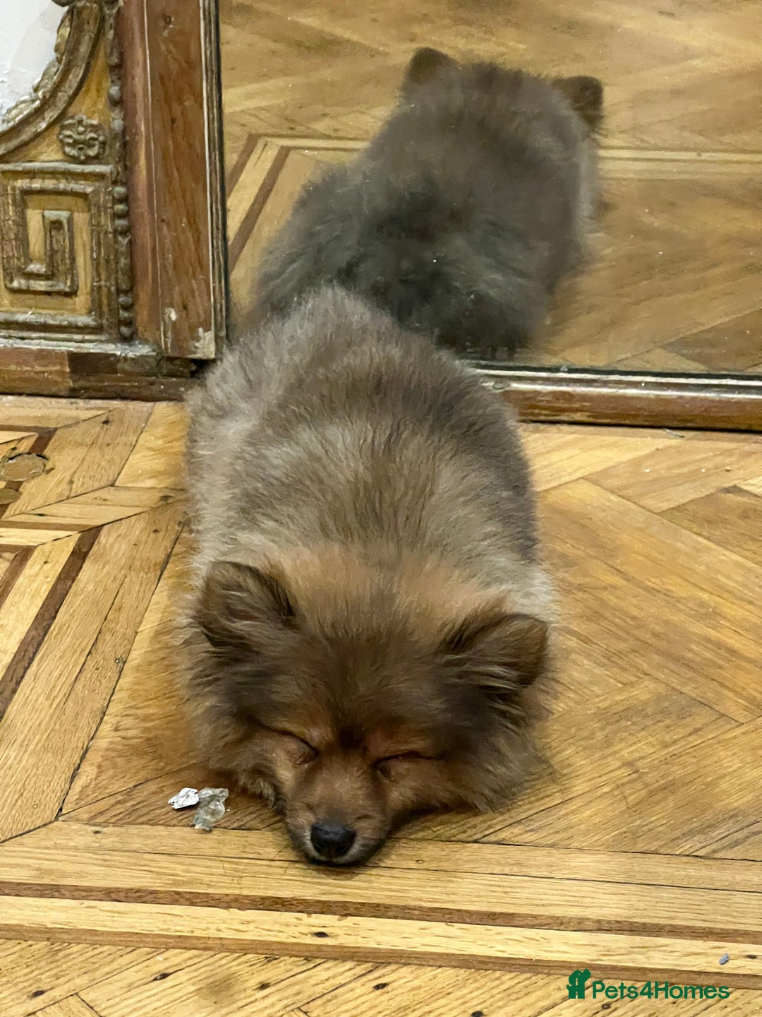 Mixed Breed dogs for sale: Forever Home Wanted  - Advert 17