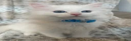 Siberian cats for sale: Siberian Pure Kittens Available  - Advert 9