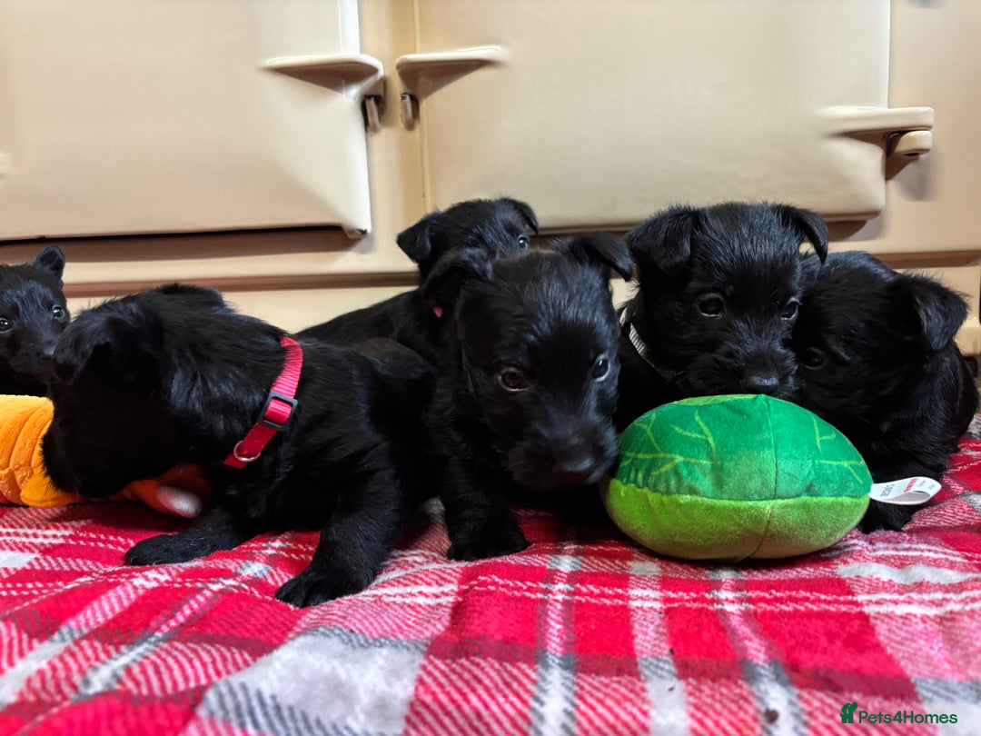 Scottish Terrier dogs for sale: KC Registered Black Scottish terrier  - Advert 5