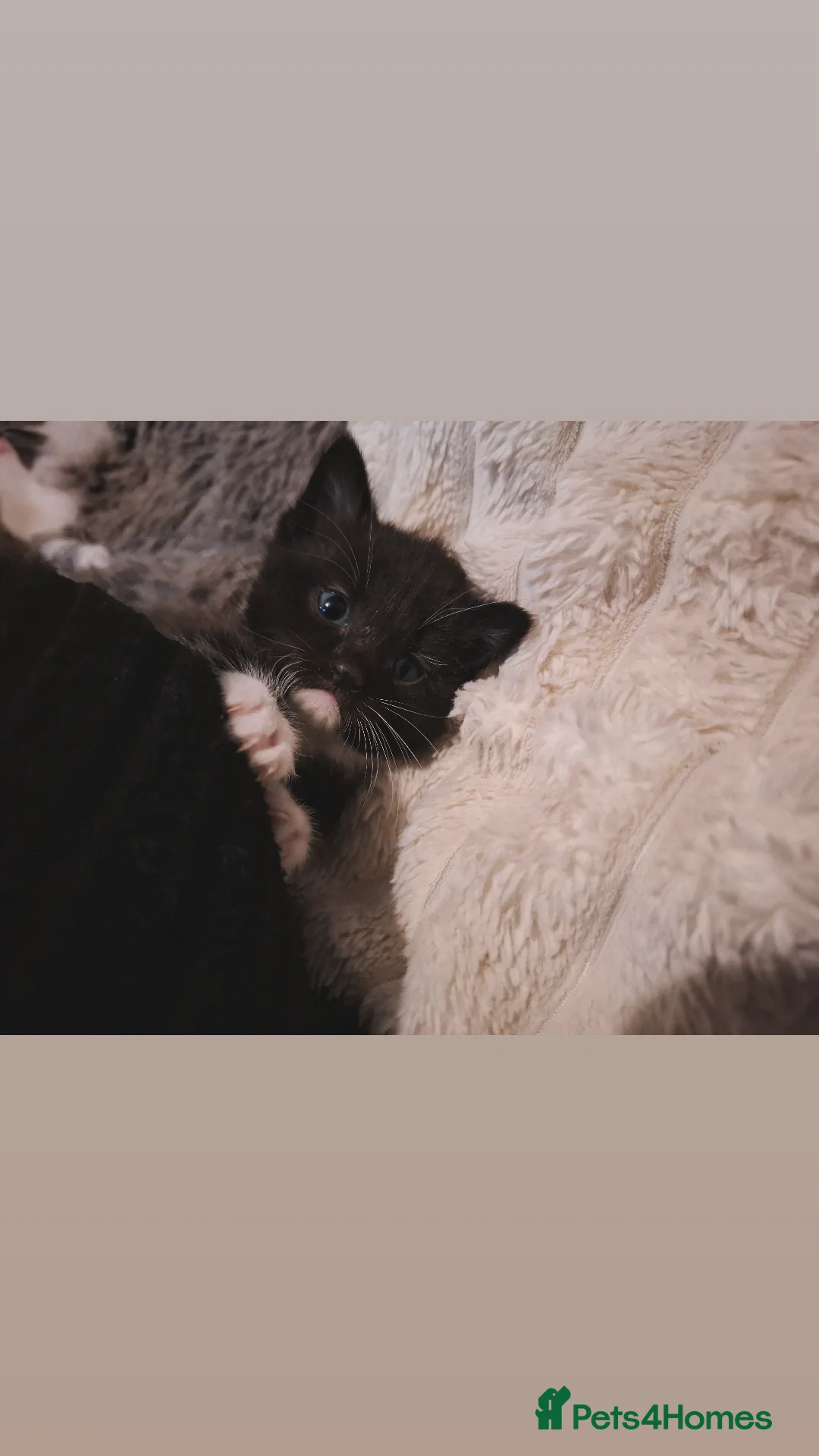 Mixed Breed cats Ragdoll x Scottish straight kittens - Advert 21