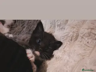 Mixed Breed cats Ragdoll x Scottish straight kittens - Advert 21