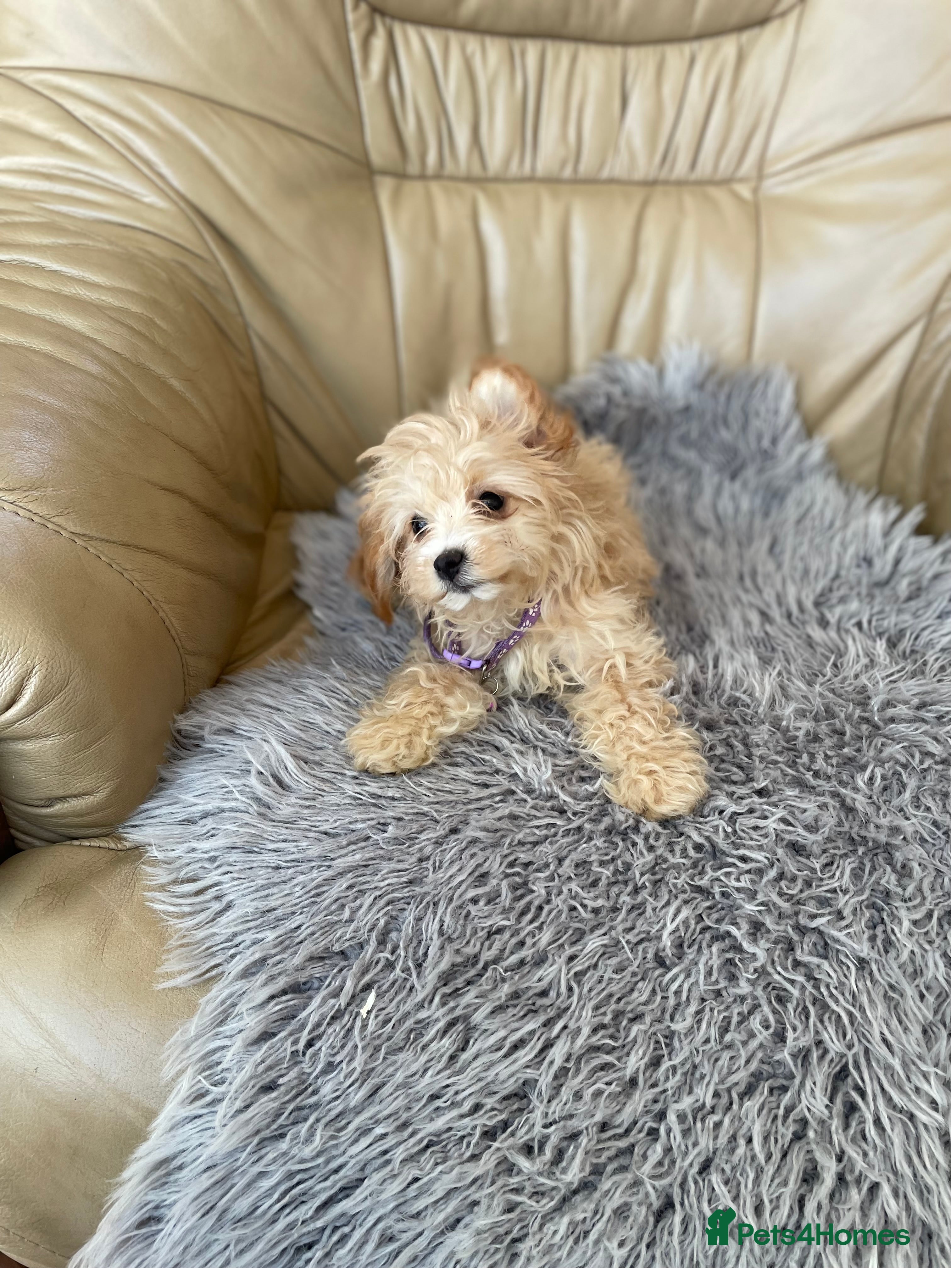 Cavapoo dogs Girls and boys available  - Advert 2