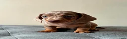 Miniature Dachshund dogs for sale: Miniature dachshund puppies - Advert 23