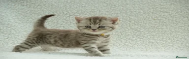 British Shorthair 5