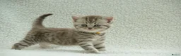 British Shorthair cats for sale: Gccf registered British Shorthair silver tabby's  - Advert 21