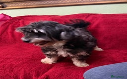 Havanese dogs for sale: Beautiful Havanese Puppies  - Image 23