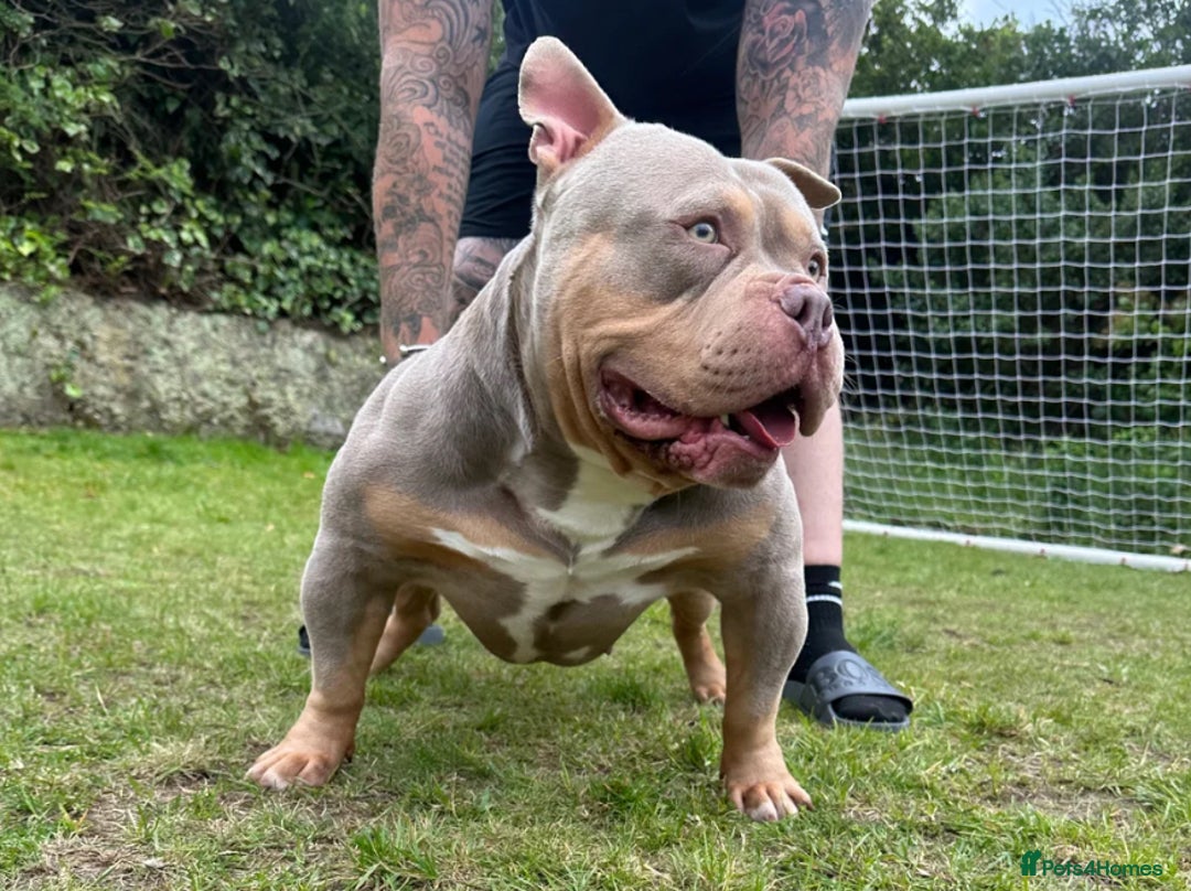 American Bully dogs for sale: Pocket BULLYS  - Advert 2