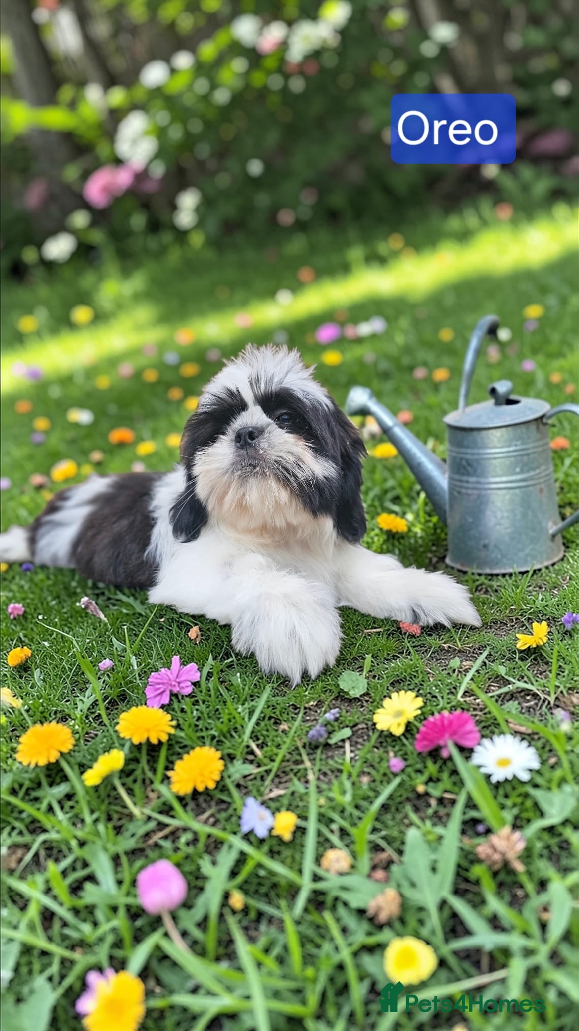 Shih Tzu dogs  💞 QUALITY STANDARD SHIH TZU 💕 - Advert 5