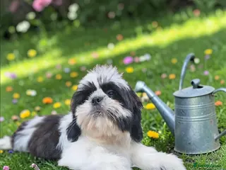 Shih Tzu dogs 💞 QUALITY STANDARD SHIH TZU 💕 - Advert 5