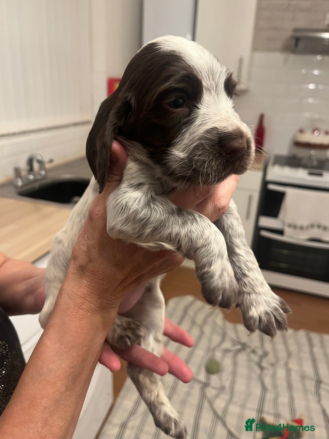 Cocker Spaniel dogs for sale: BEAUTIFUL COCKER SPANIEL PUPS - Advert 11