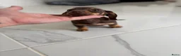 Miniature Dachshund dogs for sale: READY TO GO ! Miniature smooth haired dachshund - Advert 4