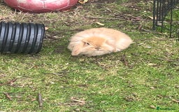 Mini Lion Lop rabbits for sale: Beautiful baby mini lion lops  - Image 9