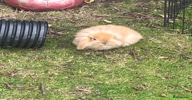 Mini Lion Lop rabbits - Advert 7