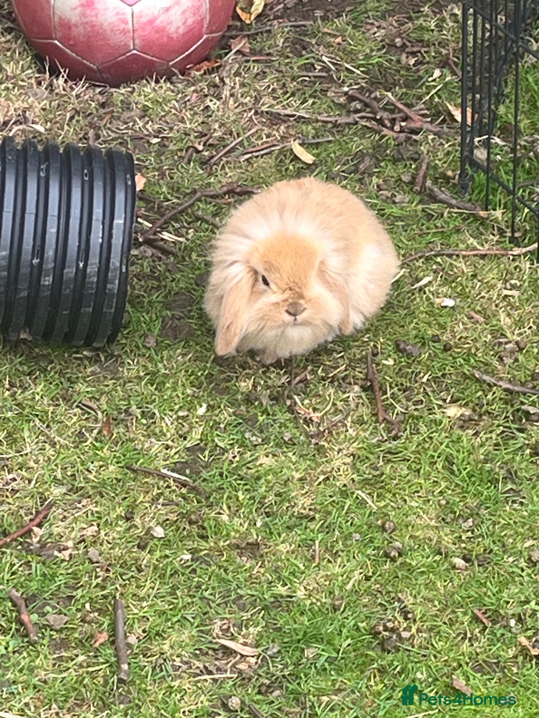 Mini Lion Lop rabbits for sale: Beautiful baby mini lion lops  - Image 9