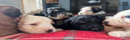 Bernedoodle dogs for sale: Outstanding Bernedoodle F1bs - Advert 35