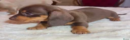 Miniature Dachshund dogs for sale: dachshunds puppies  - Advert 13