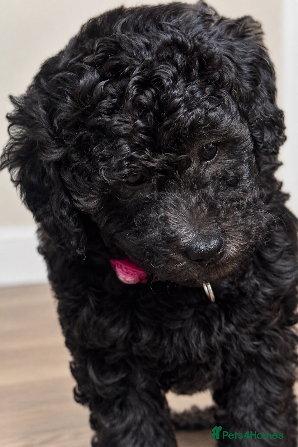Miniature Poodle dogs Silver Miniature Poodle Puppies  - Advert 2