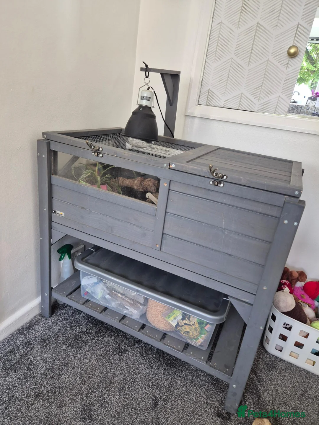 Hermann Tortoise reptiles for sale: Hermanns Tortoise & Set Up in Salisbury - Advert 5