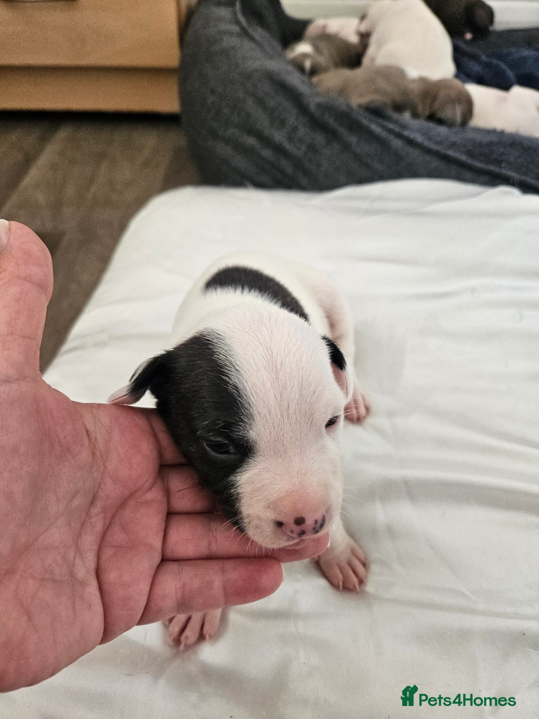 Staffordshire Bull Terrier dogs for sale:  Unique Classic Markings - Image 34