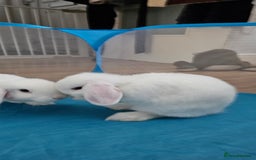 Mini Lop rabbits for sale: Baby mini lop rabbits, only 2 boys left - Image 4