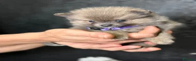 Pomeranian 4