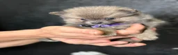 Pomeranian dogs for sale: Pomeranian puppies  - Advert 4