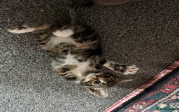 Mixed Breed cats for sale: LAST TWO BOYS REMAINING, kittens for sale - Image 2