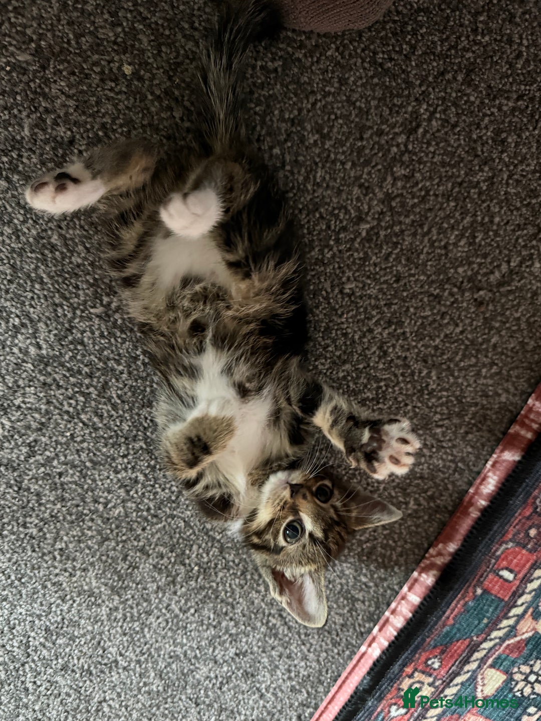 Mixed Breed cats for sale: LAST TWO BOYS REMAINING, kittens for sale - Image 2