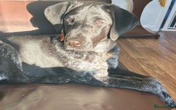 Mixed Breed dogs for sale: Pointer x Chow chow - Advert 6