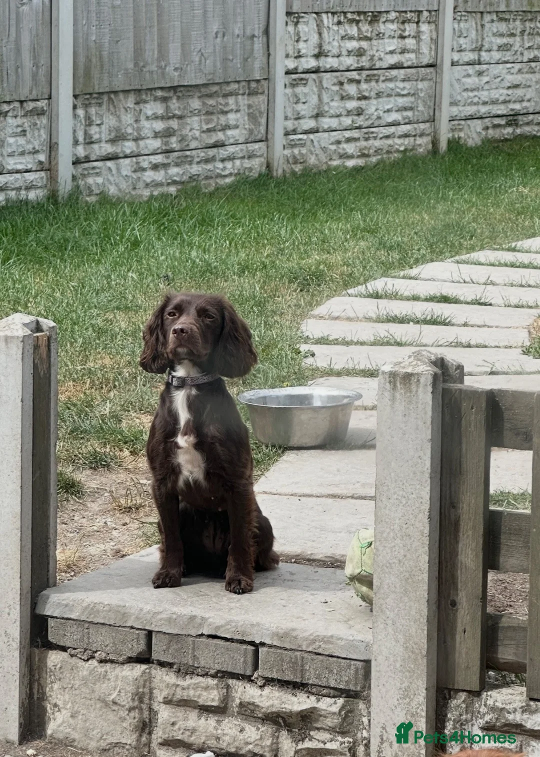 Cocker Spaniel dogs for sale: Beautiful chocolate working cocker spaniel girl  - Advert 4