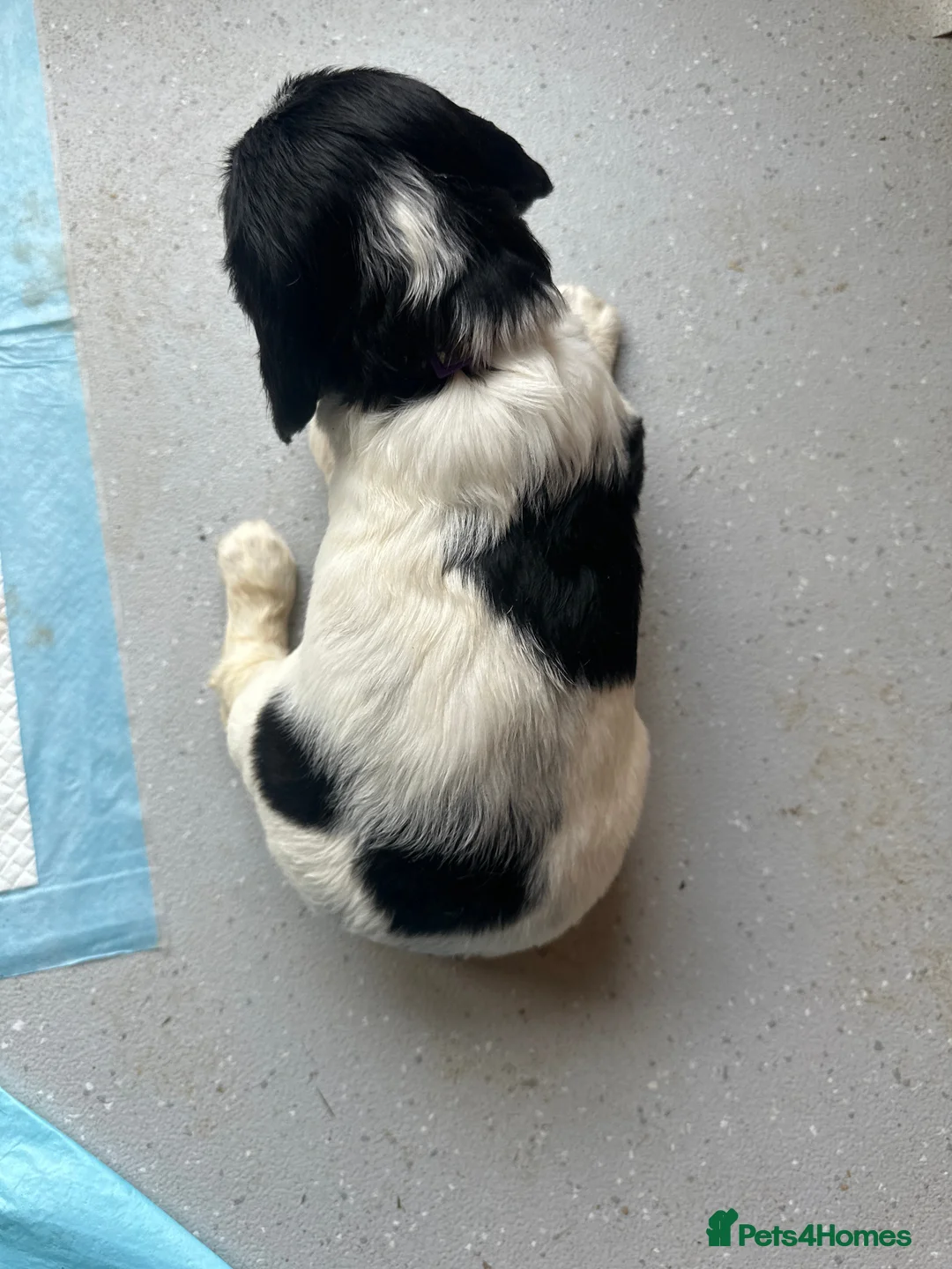 English Springer Spaniel dogs for sale: Kc springers 1 GIRL LEFT  - Advert 33